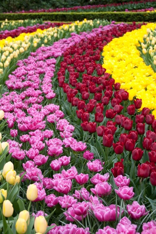 tulips in Keukenhof, the Netherlands