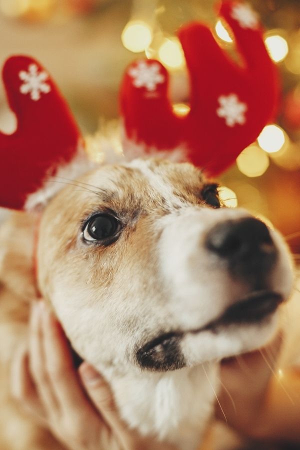 dress up your dog for Christmas