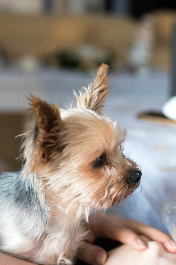 My Bucket List - be a dog mom to yorkshire terriers