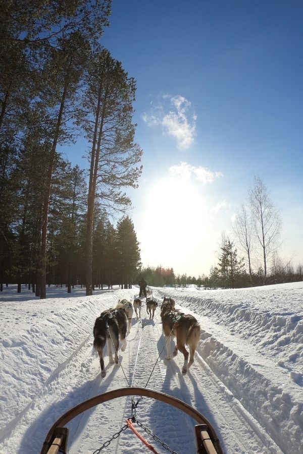 dog sledding on the snow