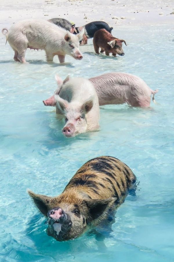 my bucket list - see the pigs in exuma bahamas