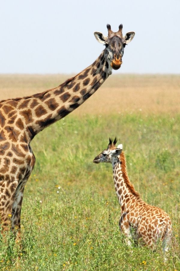 mommy and baby giraffe