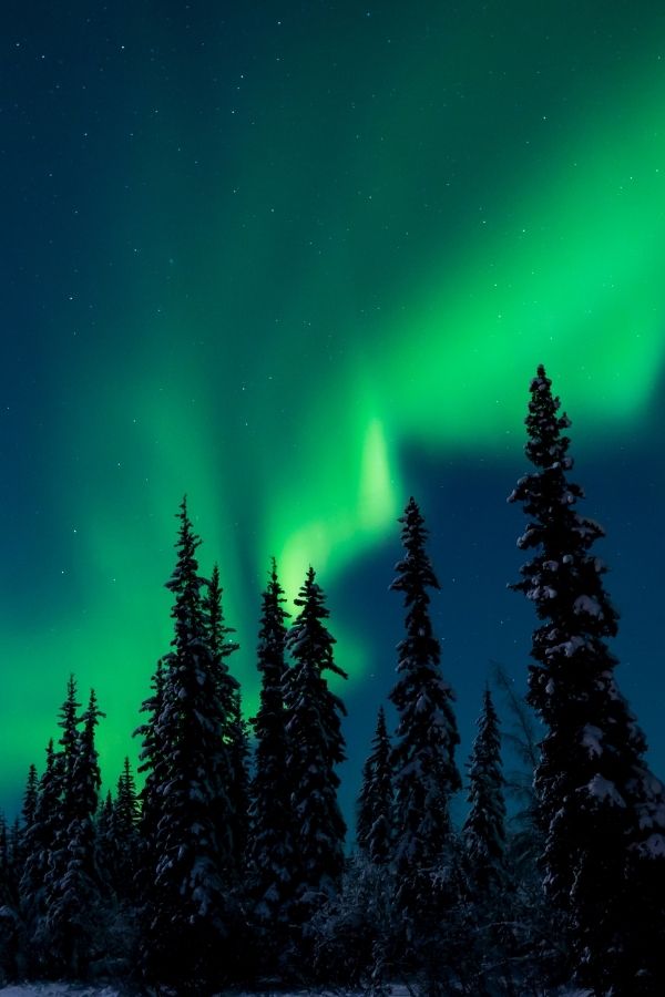 the Northern lights over pine trees